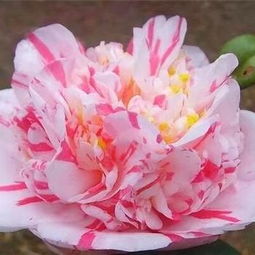 茶花精品 狂想曲的盛大绽放