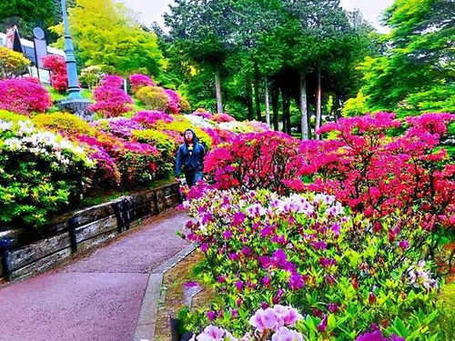 西洋杜鹃 盆栽花卉的精品之选