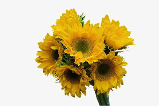 新鲜向日葵花朵高清素材免费下载 千库网图片编号5044136
