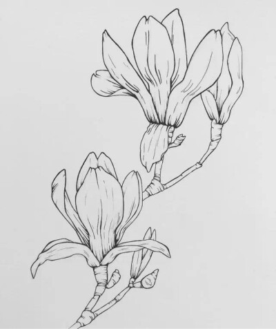 素笔绘芳华——白描中的花卉与水果之美