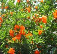 专业绿化一站式解决方案——苗木花卉基地，您的生态家园建设者