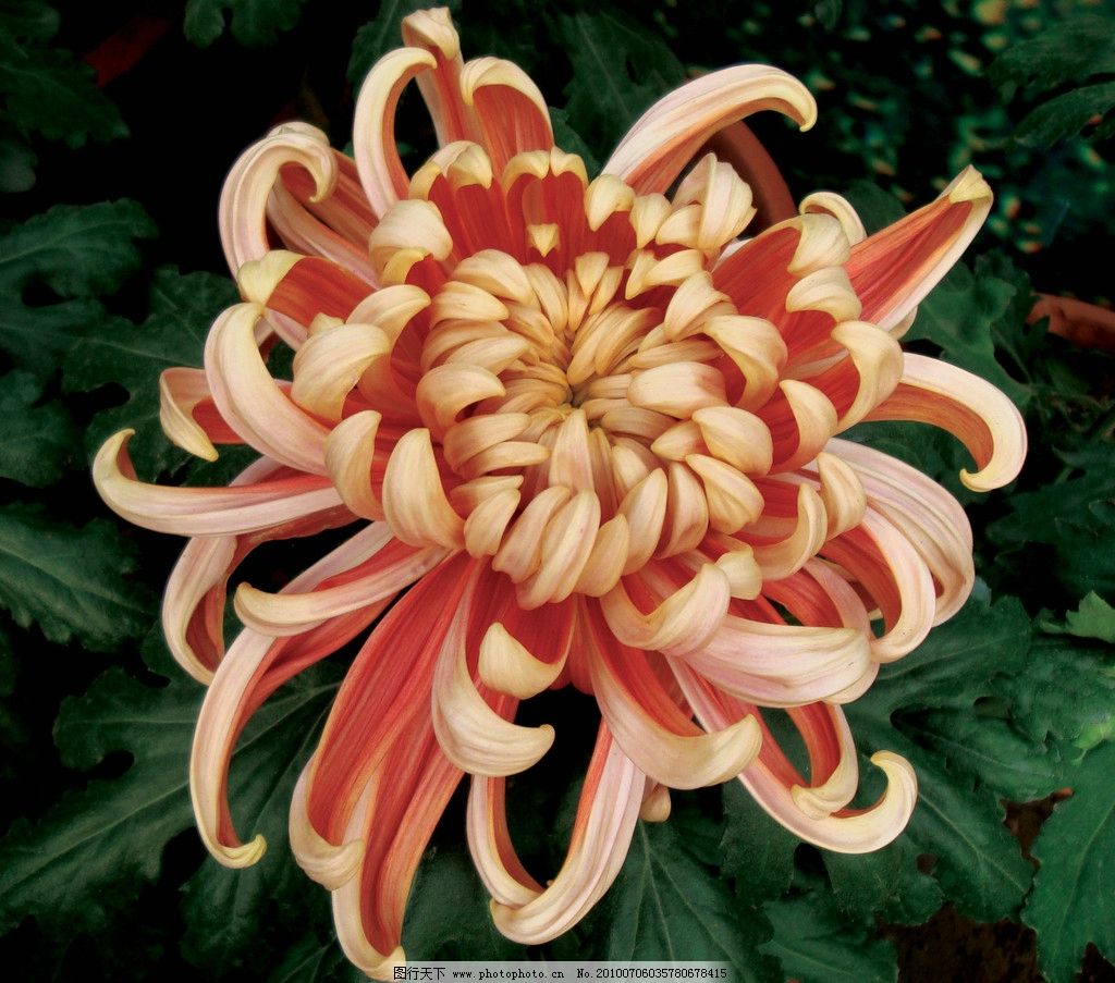 秋日盛放，千姿百态 花卉中的君子——菊花