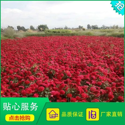 厂家直销的翠菊种子 重瓣红色翠菊与江西腊七月的绿化价值与新视角