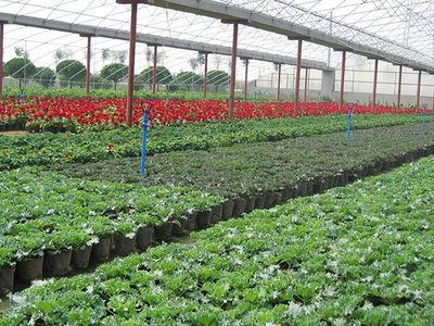 无土栽培育苗专用基质 让水果种植更高效、更健康