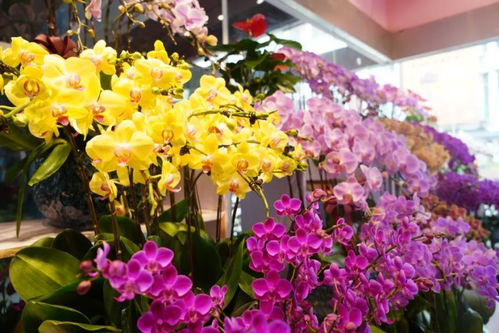 闵行两大花卉市场 高端平价款花植与鲜果一站式体验