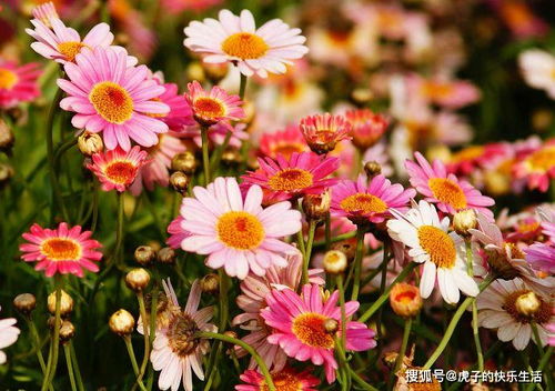 清雅映日，红艳如霞——精品荷花‘水果’的独特魅力